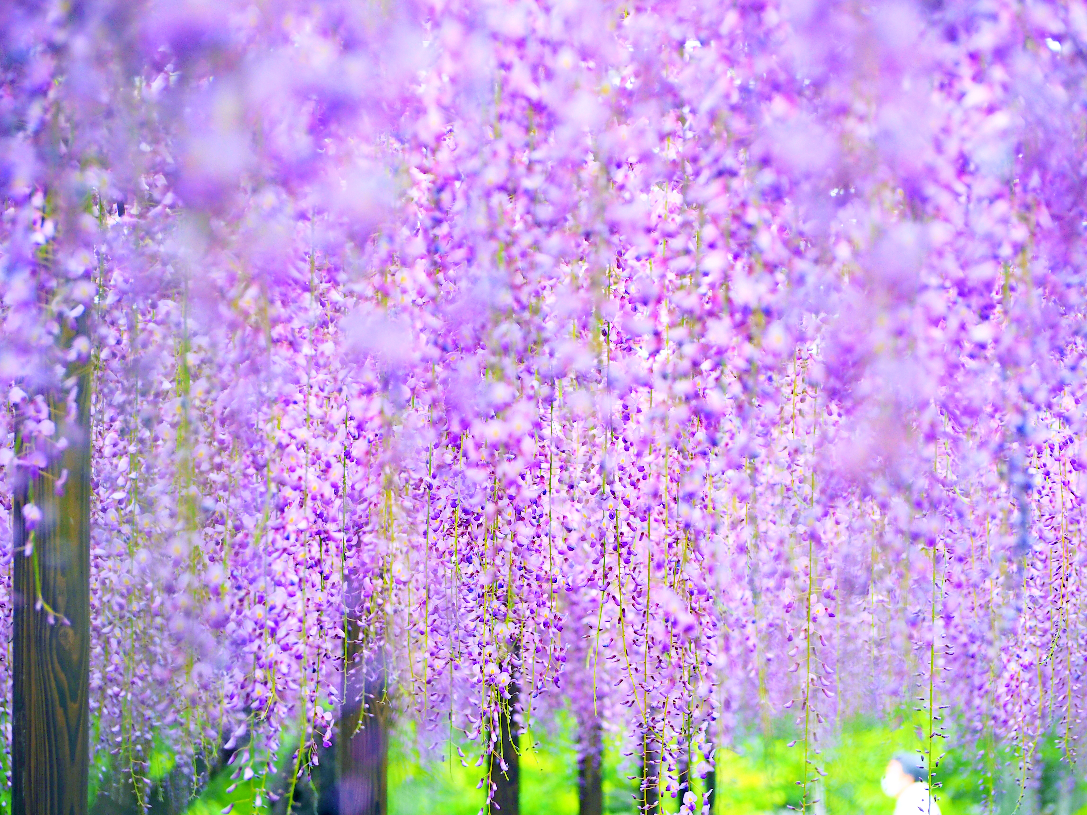 探究・知識を深める】桜のあとのお花見 - ブリタニカ・ジャパン
