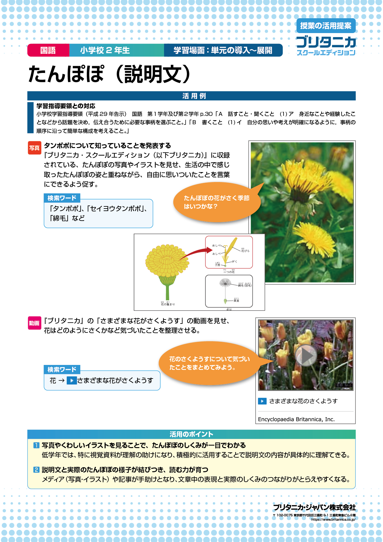 たんぽぽ（説明文） - ブリタニカ・ジャパン